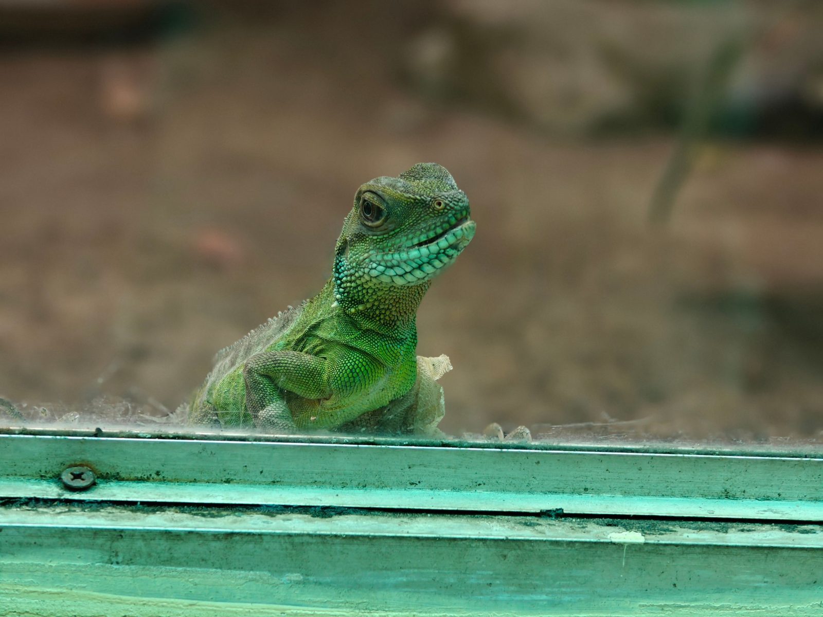 Photo from Reptihub