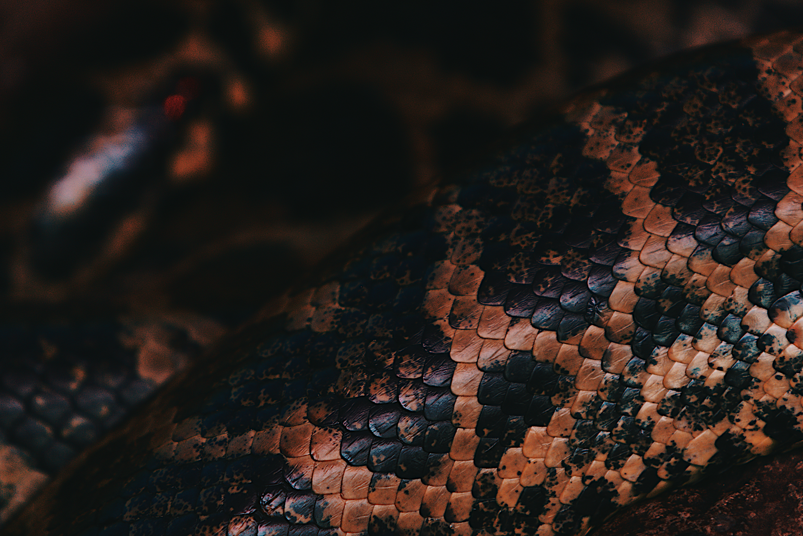 Photo from Reptihub